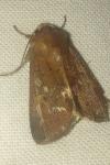 Xestia xanthographa