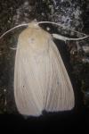 Mythimna pallens