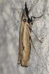 Agriphila inquinatella