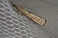 Agriphila geniculea