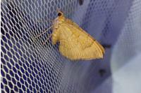 Camptogramma bilineata