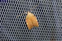 Carcina quercana