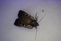 Xestia agathina