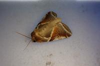 Habrosyne pyritoides