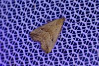 Hypenodes humidalis