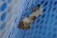 Cochylis posterana