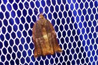 Archips podana
