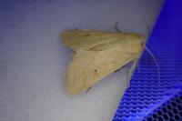 Mythimna vitellina