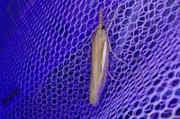 Agriphila selasella