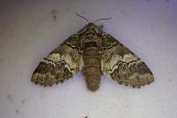 Drymonia querna
