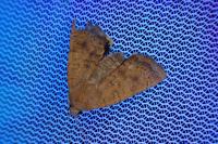 Noctua interjecta