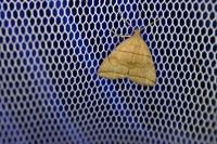 Herminia grisealis
