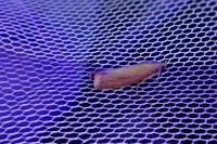 Oncocera semirubella