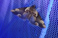 Thyatira batis