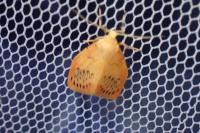 Miltochrista miniata