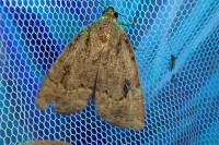 Amphipyra berbera/pyramidea