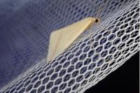 Rhodometra sacraria