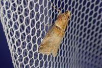 Acrobasis tumidana