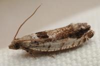 Epinotia ramella