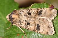 Agrotis trux