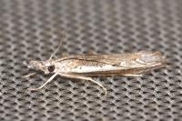 Platytes alpinella
