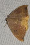 Watsonalla binaria