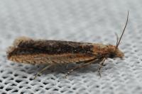 Bactra lancealana