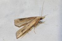 Schrankia costaestrigalis