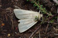 Mythimna straminea