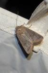 Hoplodrina ambigua