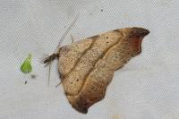 Laspeyria flexula