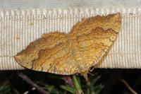 Camptogramma bilineata