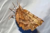 Selenia dentaria