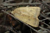 Noctua interjecta