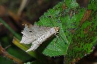 Macaria alternata