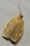 Choristoneura lafauryana