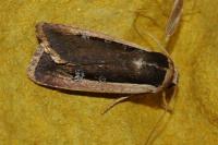 Ochropleura leucogaster