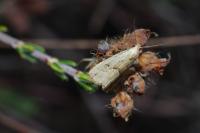 Hypenodes humidalis