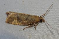 Epinotia caprana