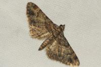 Gymnoscelis rufifasciata