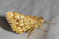 Chiasmia clathrata