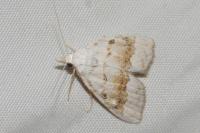 Nola aerugula