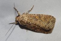 Spodoptera exigua