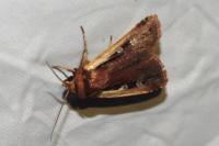 Ochropleura plecta