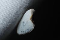 Cilix hispanica