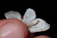 Cilix hispanica