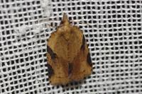 Clepsis spectrana
