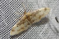 Idaea filicata
