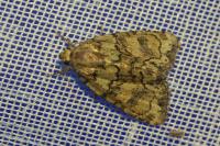 Cryphia algae