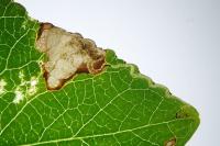 Ectoedemia